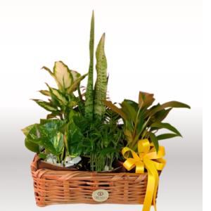CANASTA NATURALIA PLANTAS