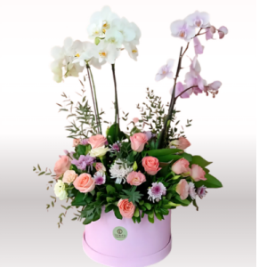 Caja con plantas de orquídea y flores mixtas Amor Bello