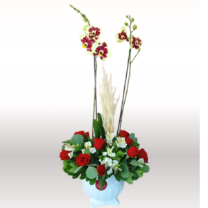 Orquídea doble vara Primavera Love Planta de orquídea y rosas