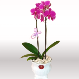Orquídea Doble Vara BELÉN