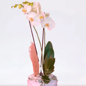 Orquídea de doble vara Alma