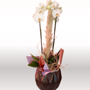 Orquídea de doble vara Alma