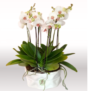 Orquídeas doble vara  en base Anahí